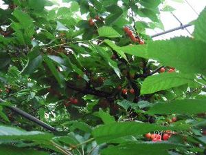 DSCF01221.JPG