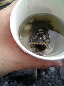 Image112.jpg