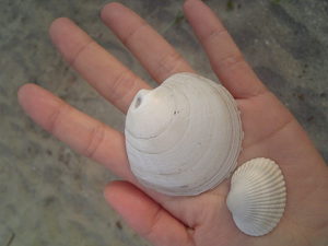 SBSH0049.JPG