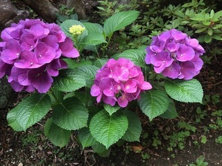 image1.jpeg